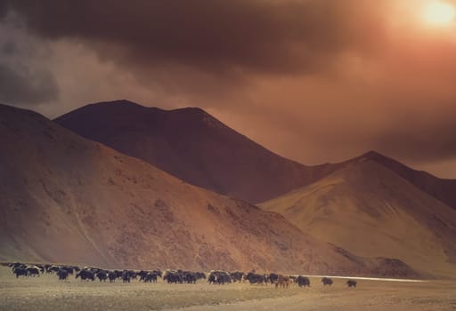 Herd of yaks grazing in the tibetan valley, Tibet