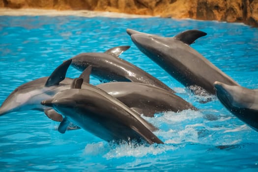 Dolphins swimming in water during show