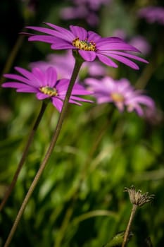 Beautiful purple asteraceae daisy flowers daisy on a meadow in summer
