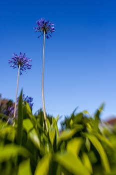 Purple allium flowers also known wild garlic, broad-leaved garlic, wood garlic, bear leek or bear's garlic