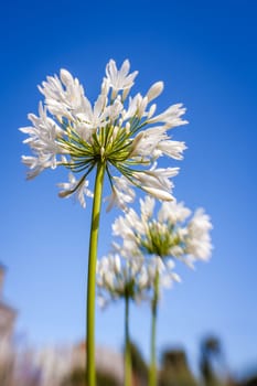 White allium flower also known wild garlic, broad-leaved garlic, wood garlic, bear leek or bear's garlic