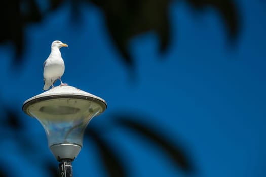 Seagull sitting on a lamppost with blue sky in the background