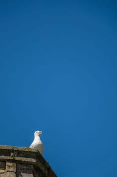 Seagull sitting on a roof of a building with blue sky in the background