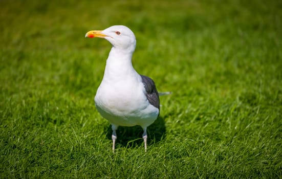 Big seagull standing on green grass in park.
