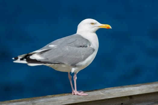 Seagull standing on railing at seaside. Blue water in background and bird in foreground.