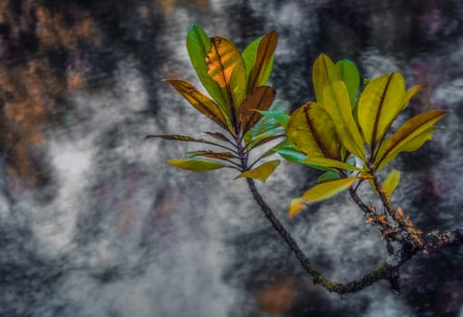Green and yellow leaves on tree on an autumn day in a park