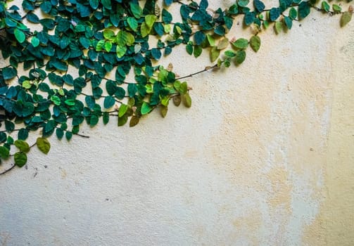 Green ivy climbing on the white house wall