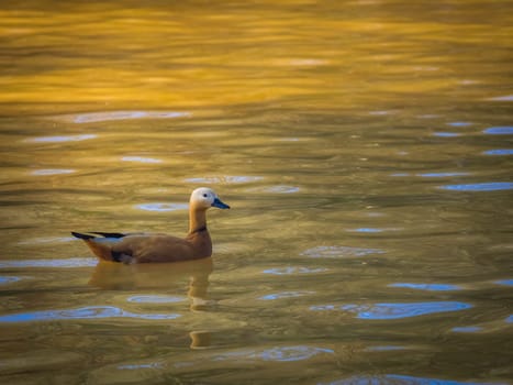 Small duck swimming on the lake, Azores