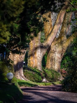 Walking path in The Terra Nostra Garden in Furnas,  on Sao Miguel island, Azores, Portugal