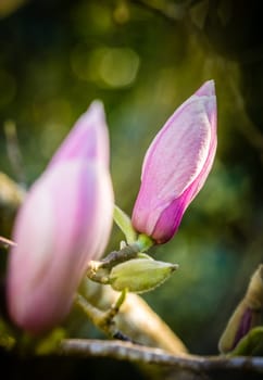 Closed magnolia buds shortly before blossom, Azores, Portugal