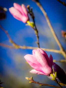 Magnolia bud opening in spring, Azores, Portugal