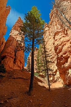 Lone Pines in a Deep Canyon in Bryce Canyon National Park in Utah