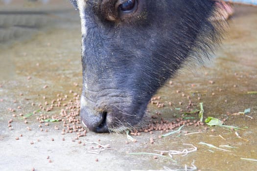 Buffalo eat food on the floor