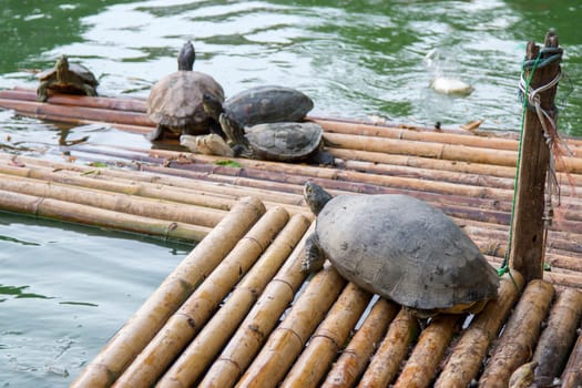Many turtles are floating on floats.