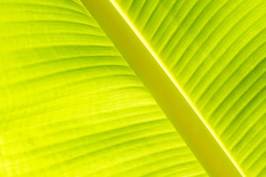 Banana leaf texture background of backlight fresh green.