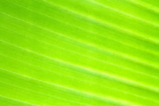 Banana leaf texture background of backlight fresh green .