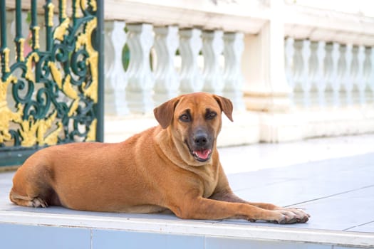 Mixed Breeds dog of brown