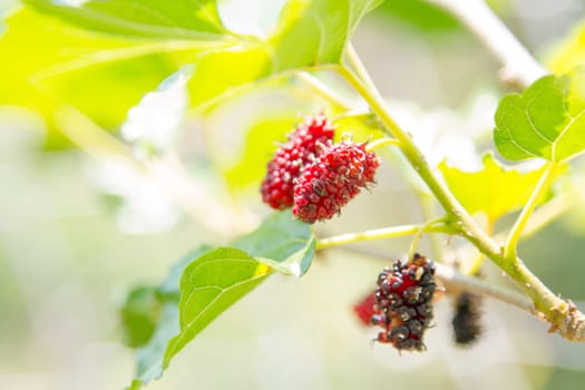 Mulberry fruits in nature backgrounds.