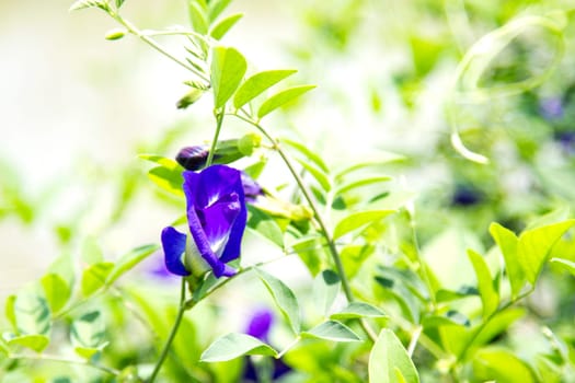 Pea flower and green leaf