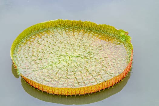 Victoria lotus leaf on daylight