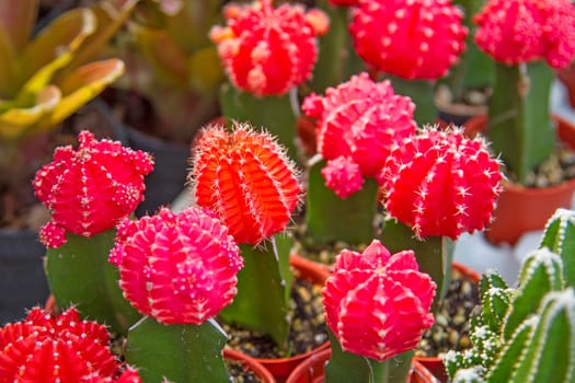 Cactus pink flowers many beautiful trees.