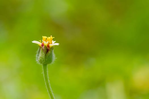 1 yellow grass flower against a green background.