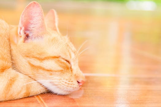 Cat sleeping on an orange tile floor.
