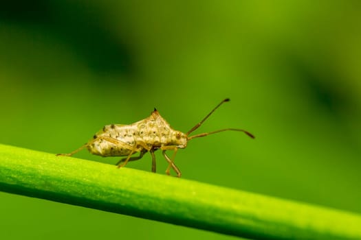 Insects are on green branches with green background.