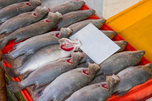 Frozen sea bass In a blue pickup for make food