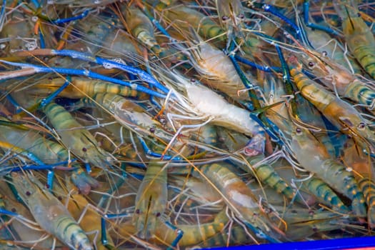 Seafood fresh shrimp with many live clams.