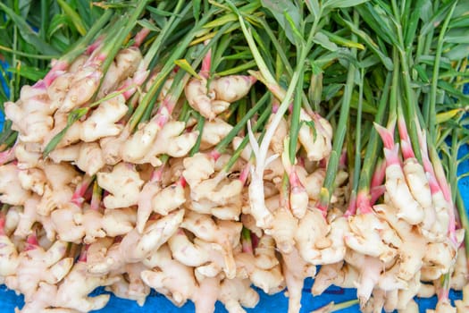Young ginger with many early trees.