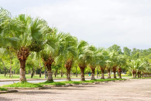 Green palms planted in a park.