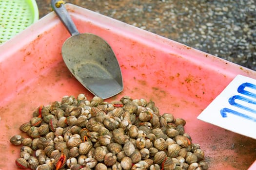 Live cockle in a pink pickup with scoop