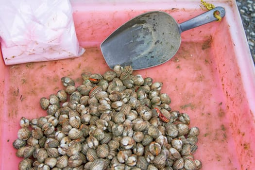 Scallop in the pink pickup and ladle lap