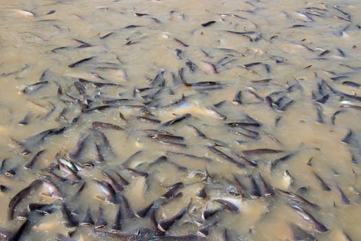 Many fish in the river eat food.