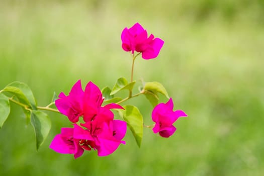 Bougainvillea dark pink on a green background
