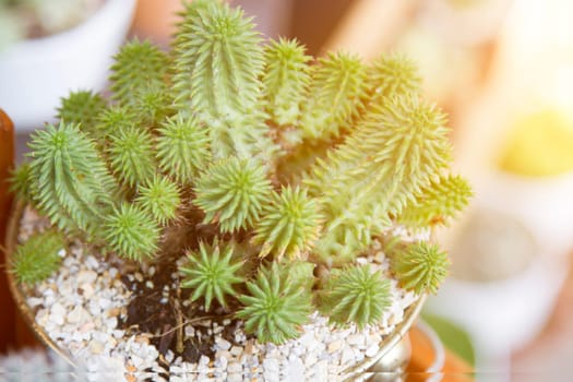 Cactus in pots with artificial light