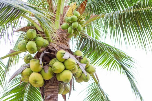 Coconut on the tree looking from under the tree.