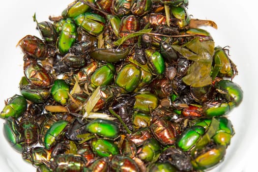 Cockchafer green was made food on white background