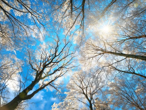Forest in winter with snow white treetops against the deep blue sky and the sun,worms eye view