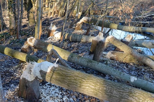 Beaver feeding