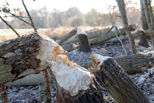 Beaver feeding