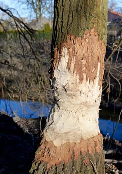 Beaver feeding
