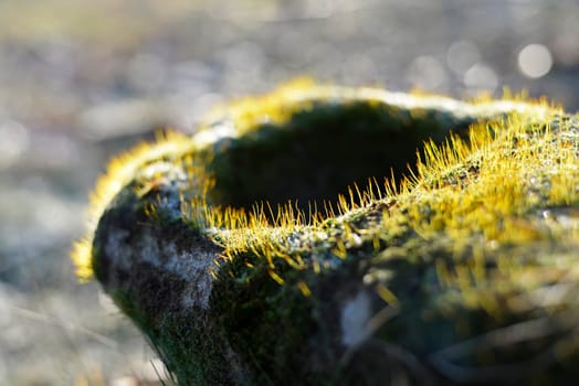 Moss in backlight