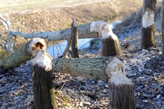Beaver feeding