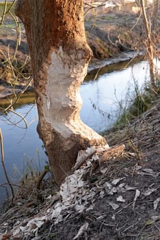 Beaver feeding