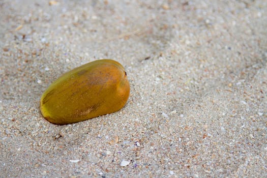 Coconut On brown sand
