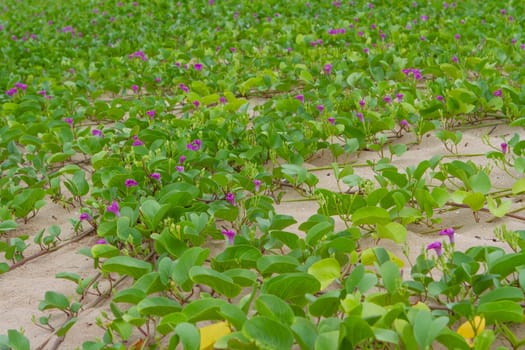 Beach Morning Glory has many purple flowers on the beach.