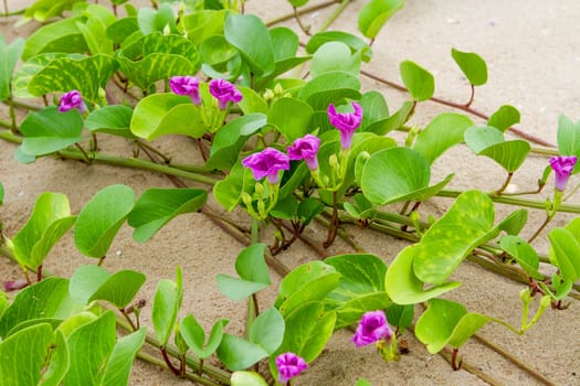 Beach Morning Glory has many purple flowers on the beach.