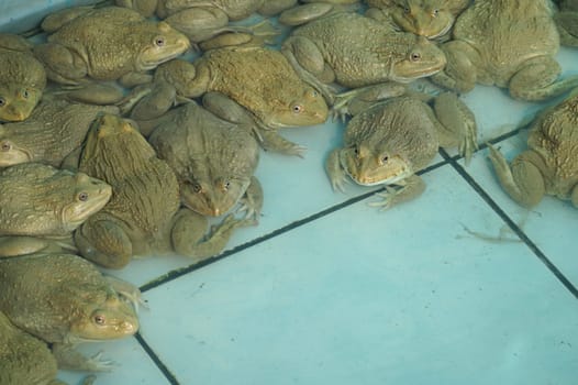 Frogs in the farm and big size